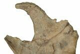 Impressive, Fossil Triceratops Jugal Bone - Montana #198927-10